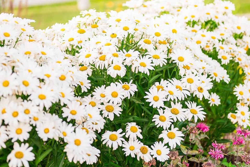 Flowers everywhere!