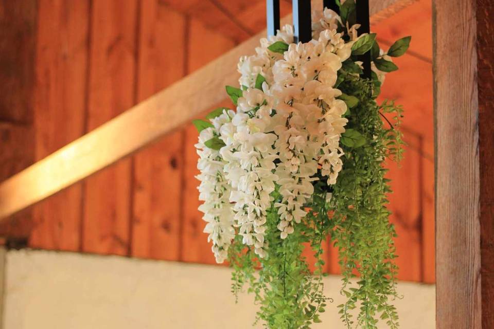 Wisteria