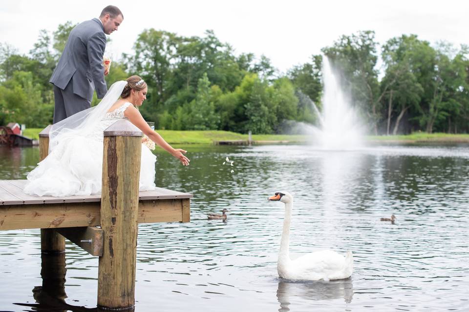 Swans at The Mill