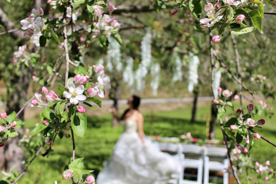 Apple Blossom