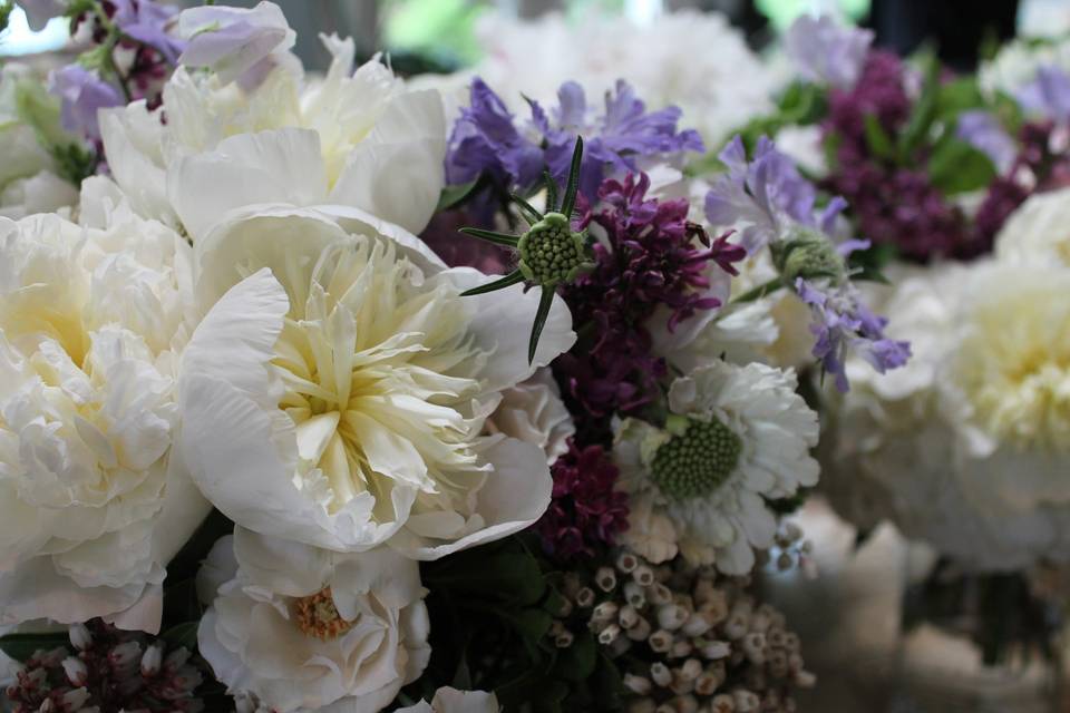 Bowerbird Flowers and Apothecary