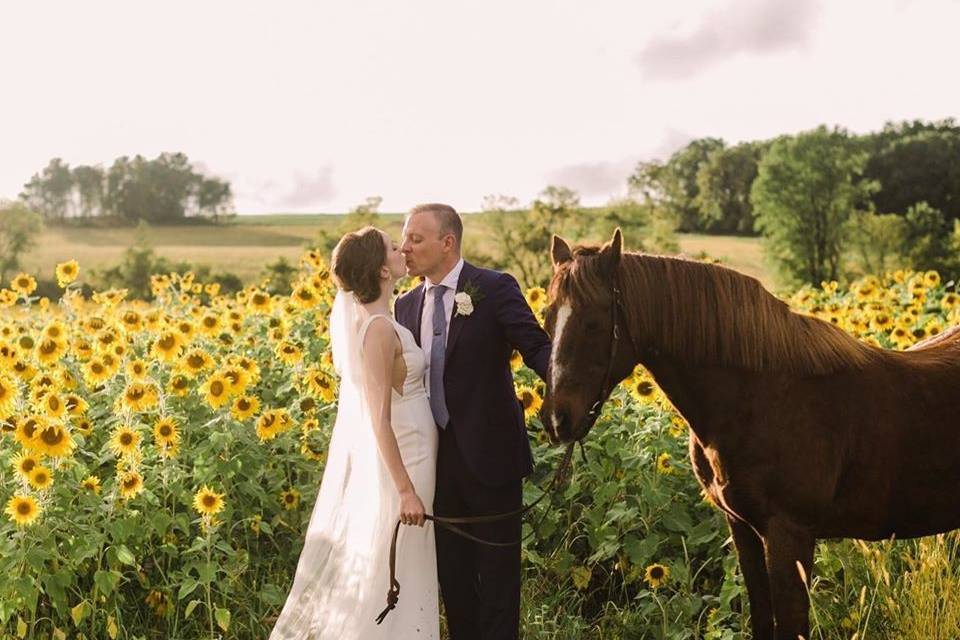 Sunflowers