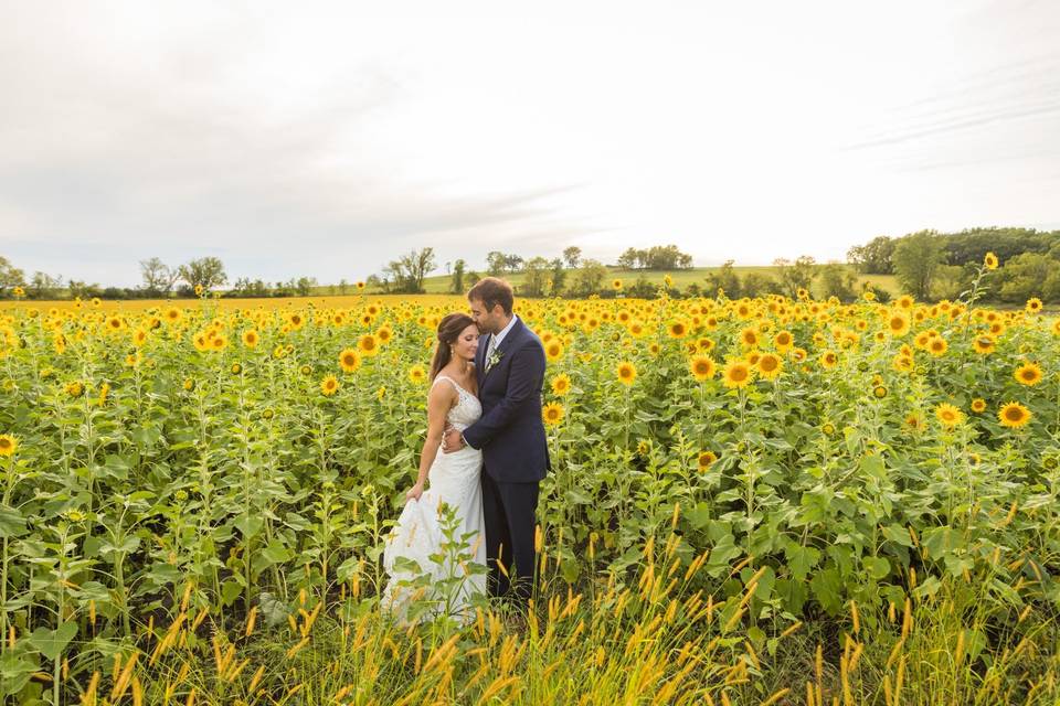 Sunflowers