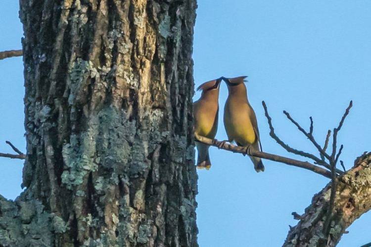 Love Birds - Nature Preserve