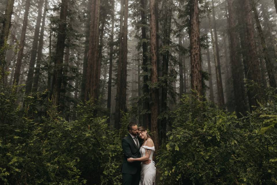 Redwoods elopement