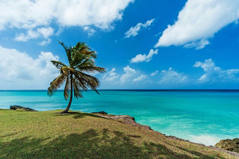 Swaying into paradise