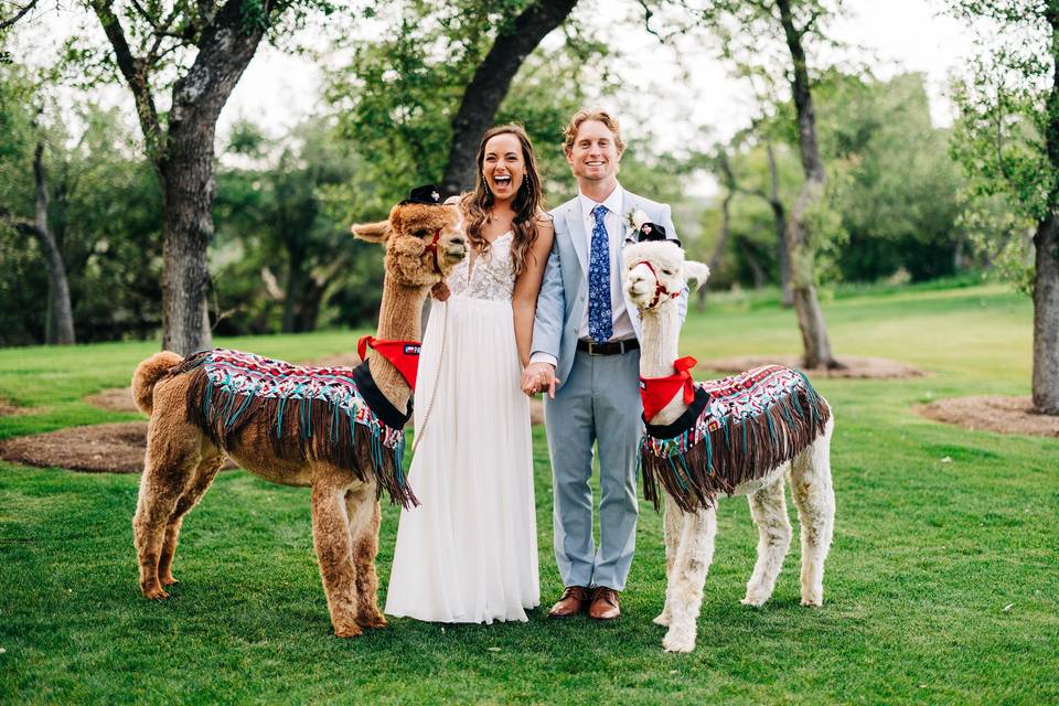 Austin wedding alpacas