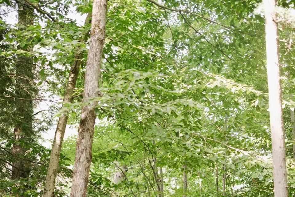 Trees!