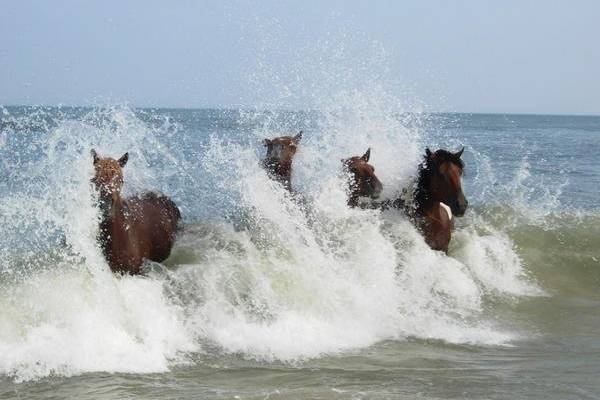 Assateague Surf!  Heard the story of Misty (when you were young)?