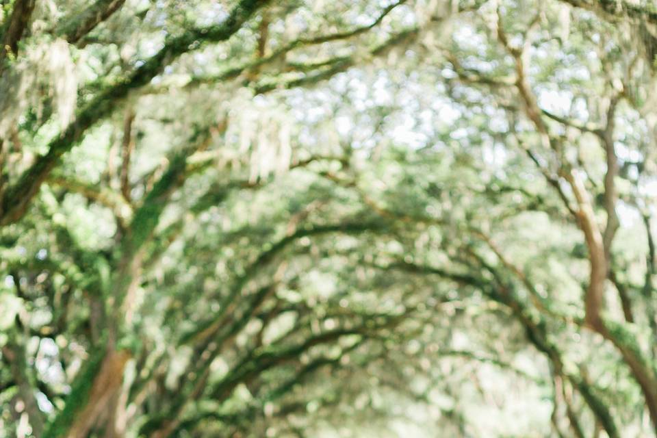 Amanda Warnock Photography