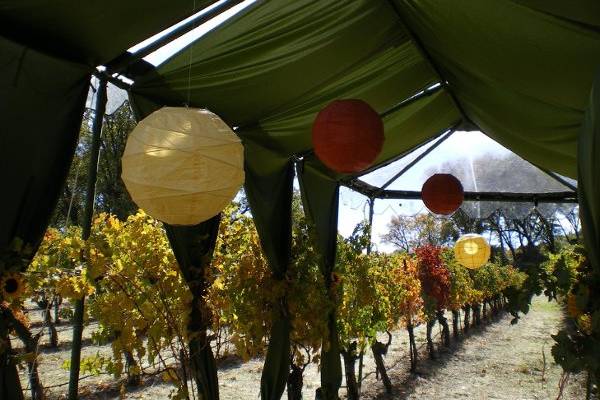 Fabric entry canopy with colored paper lanterns set among the grapevines. Courtesy of Buffy Bianchini.