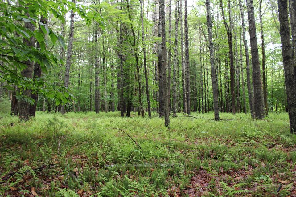 Among the trees