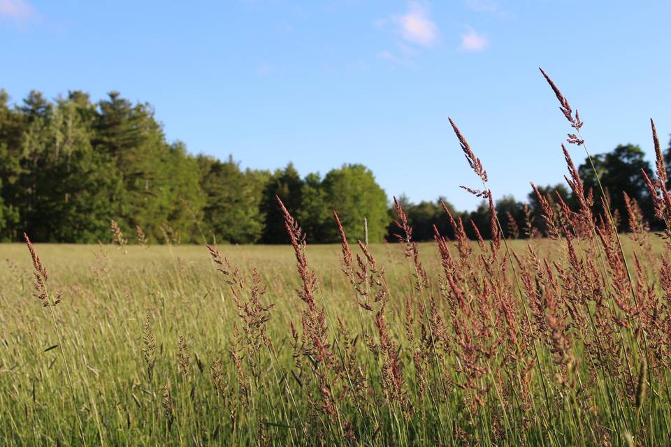 Field in bloom