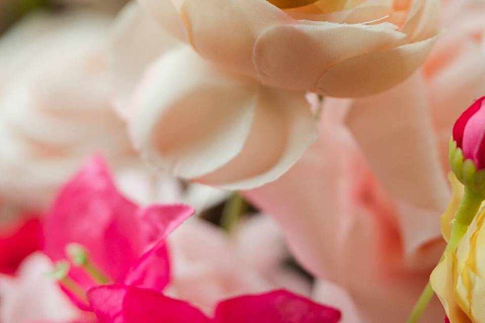 Rose Photography