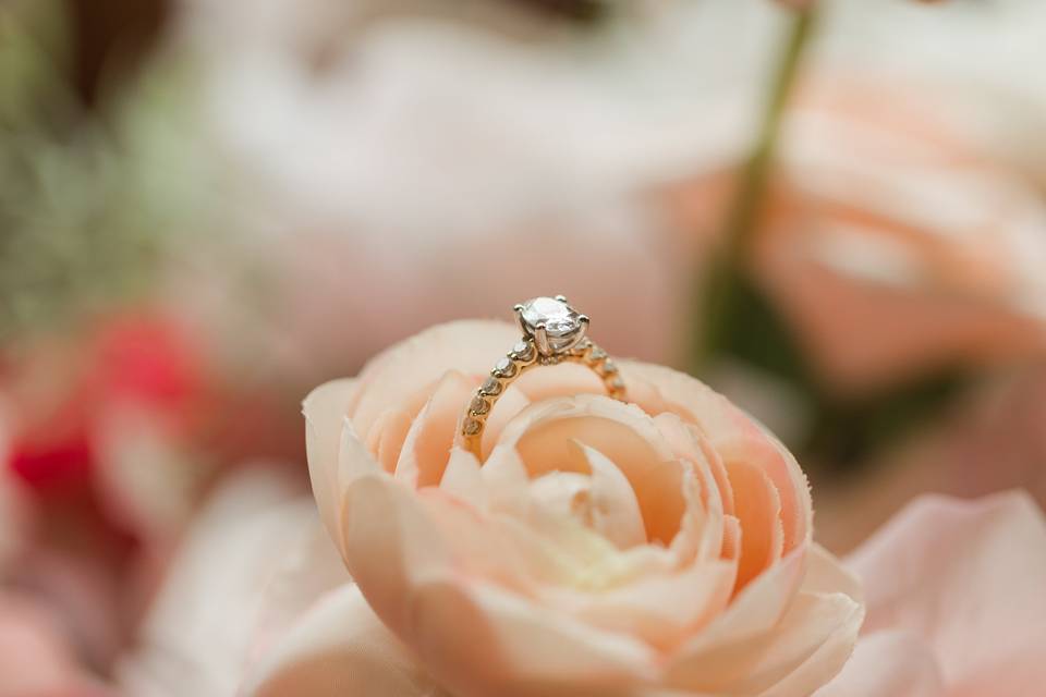 Rose Photography