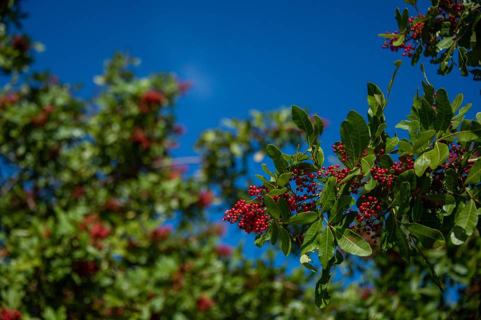 Berries in the blue sky.