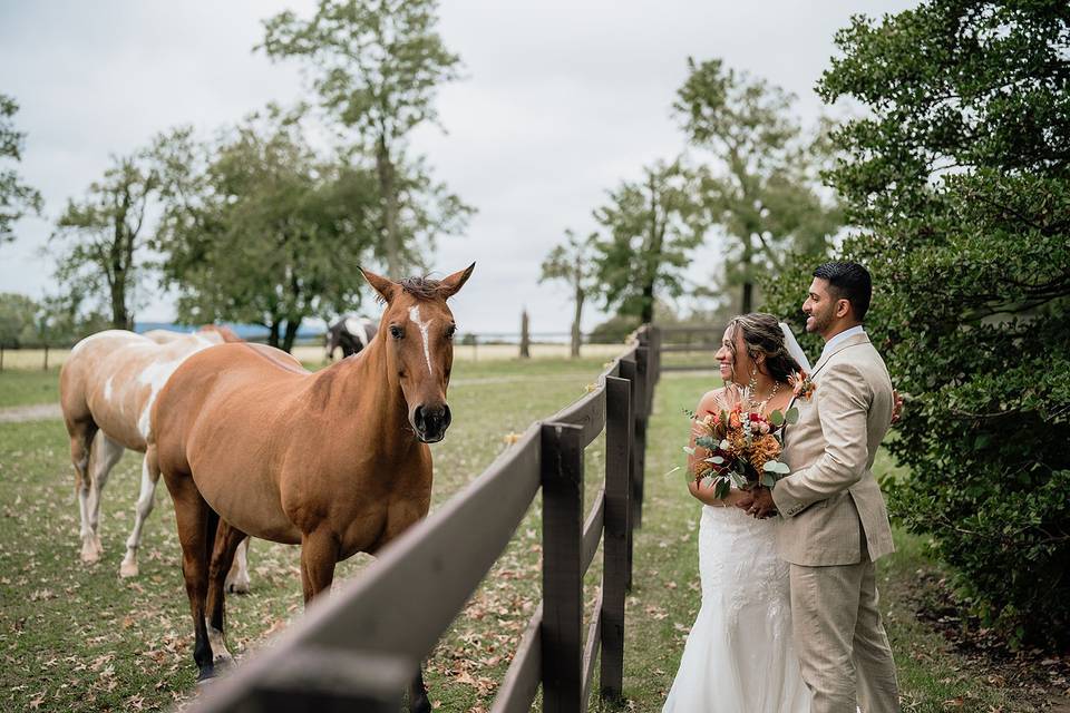 Wedding Photo With Horse
