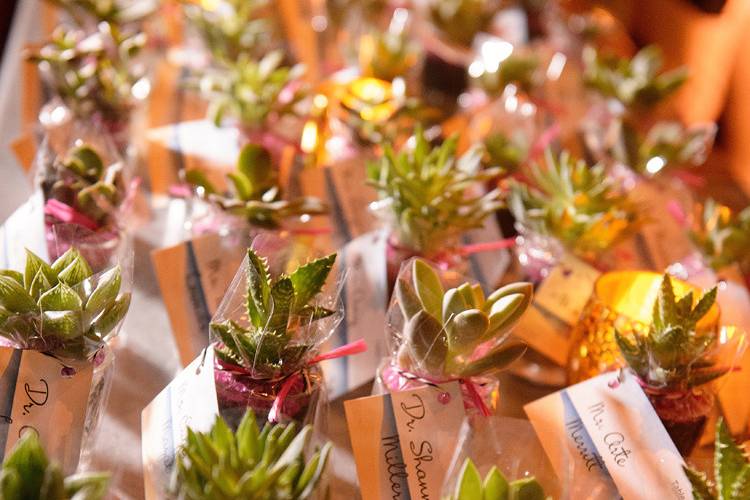 Succulent favors for the guests.