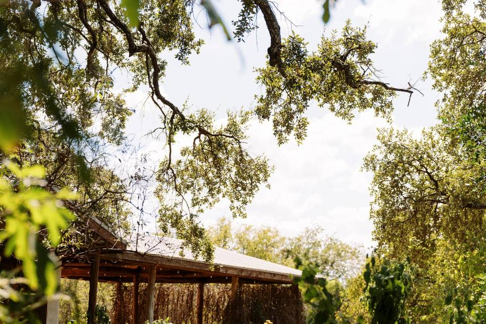 Lush vegetation