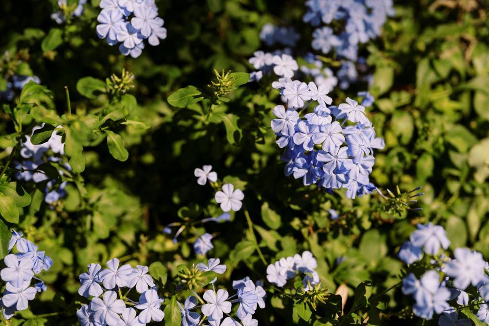 Lush vegetation