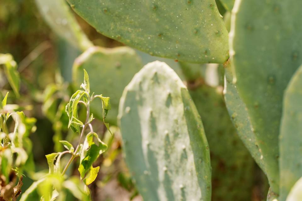 Lush vegetation