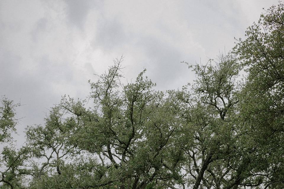 Lush vegetation