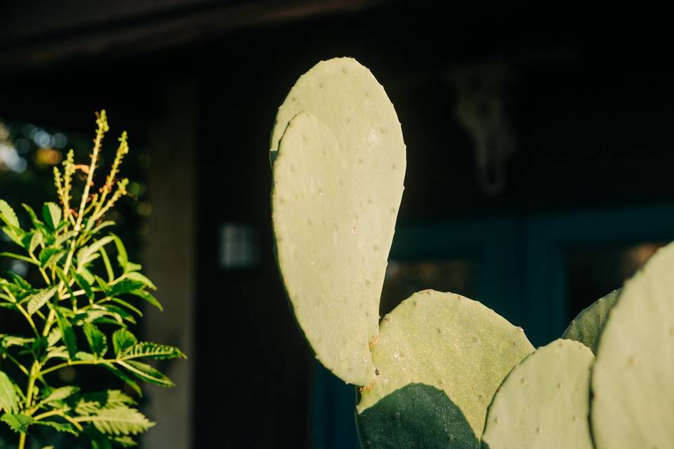 Lush vegetation