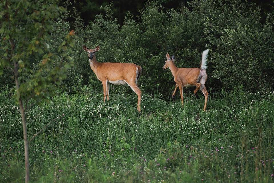 Unexpected guests