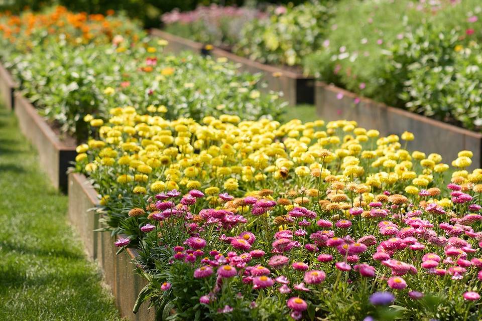 Cut flower garden
