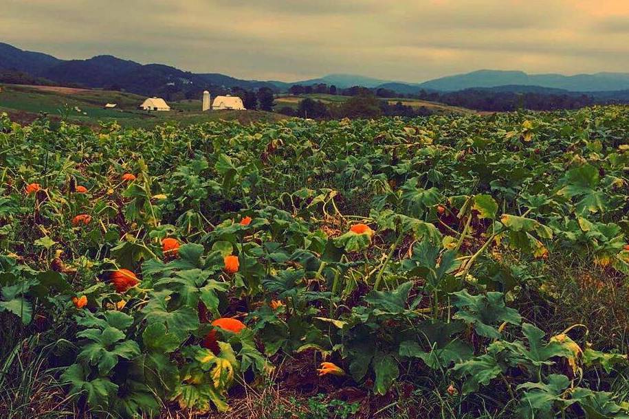 Pumpkin Fields