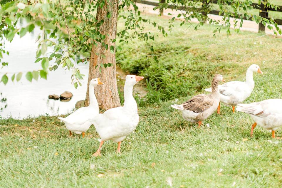 Farm Animals