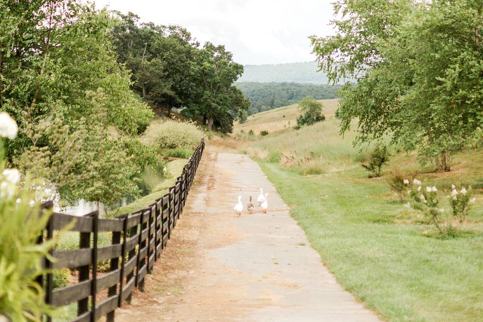 Pond Trail