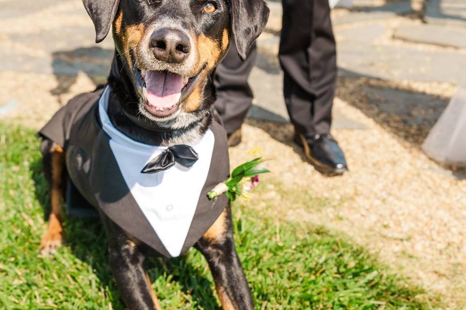 Dog Friendly!