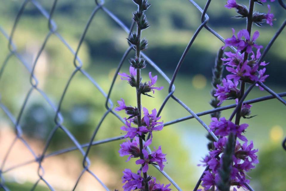 À Fleur d'Eau