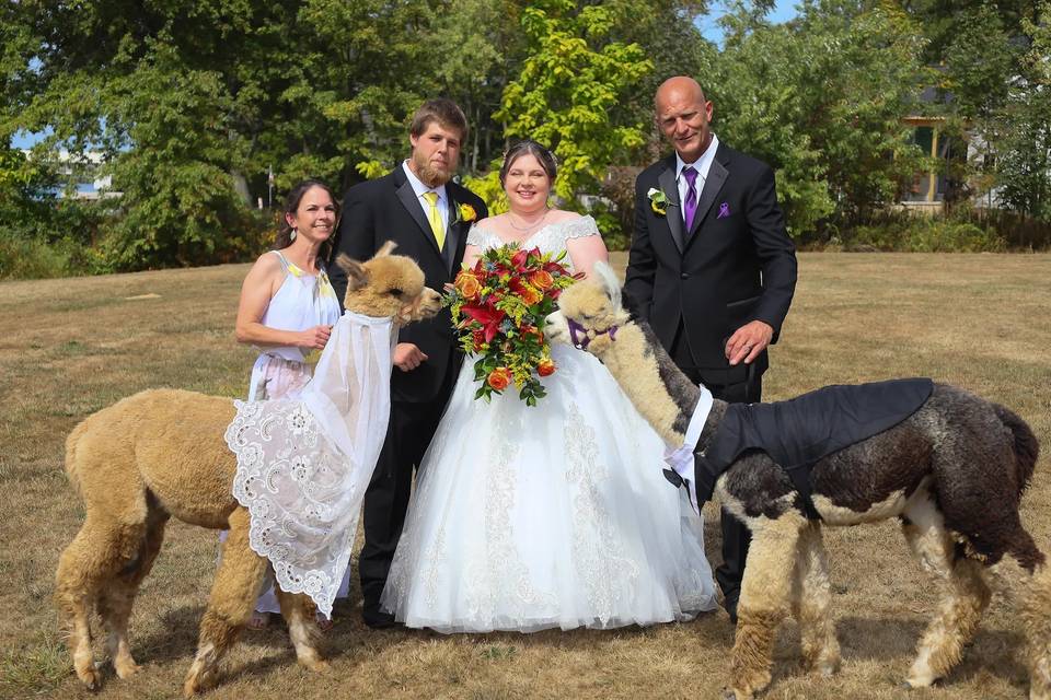 Alpaca bride & grrom