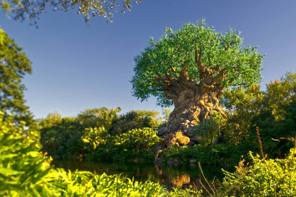 Animal kingdom