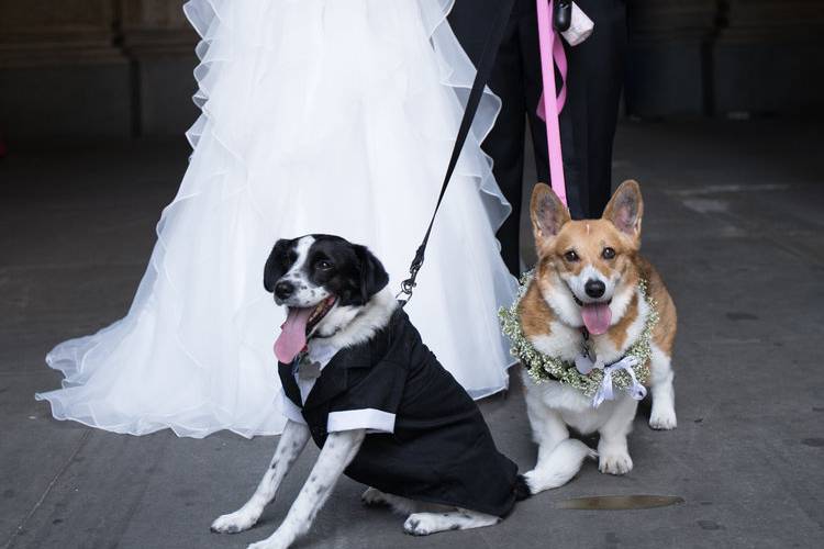 VIP four-legged guests