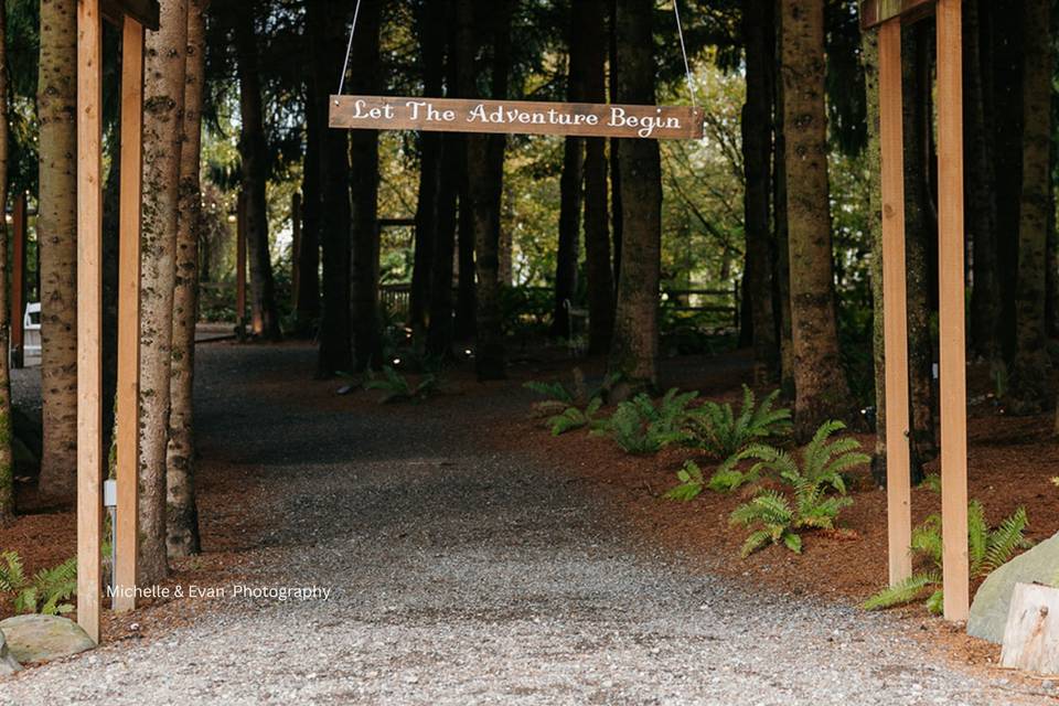 Enchanted Pine Forest