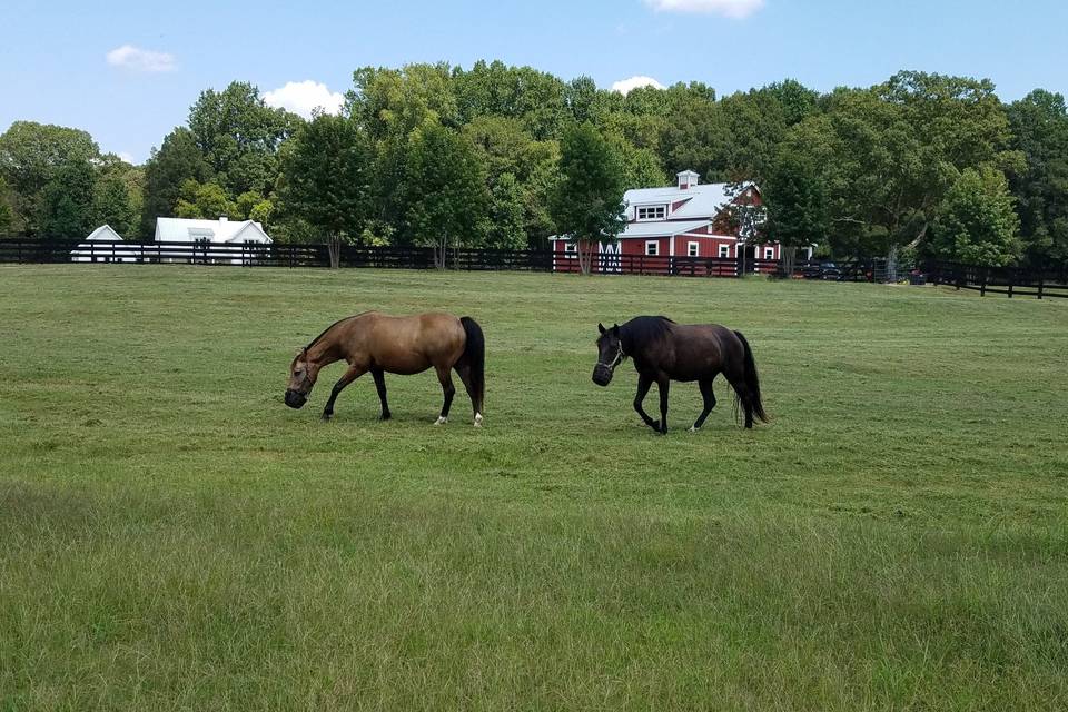 Events at Stony Oak Farm