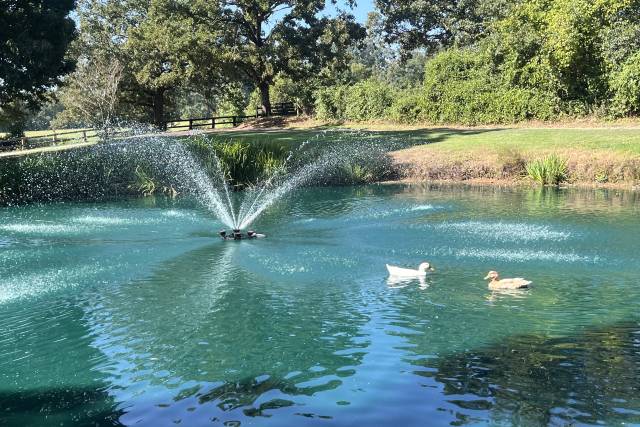 Duck Pond