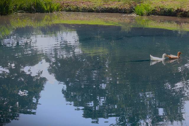 Duck Pond