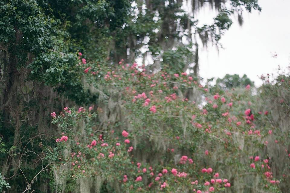 Magnolia bride