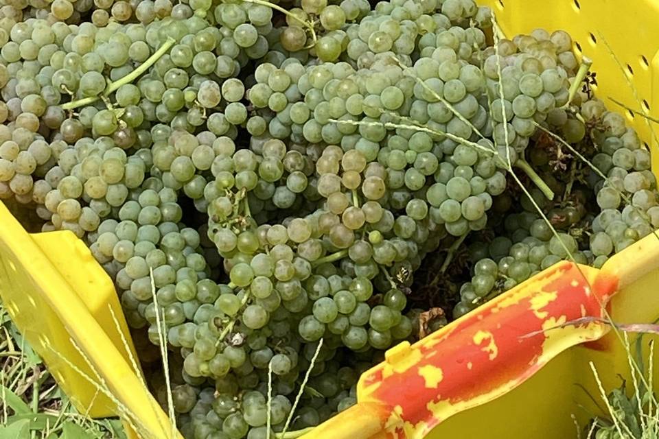 Grapes during harvest!
