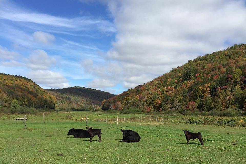 Stickney Farms