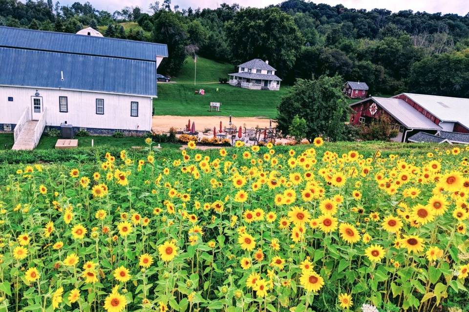 Sunflowers in bloom