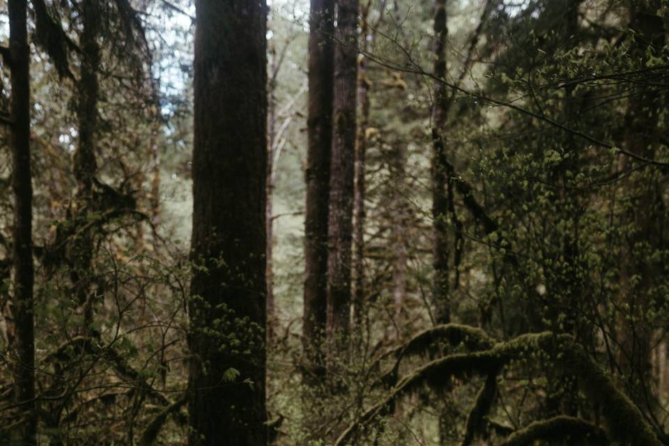 Moss drenched forest portraits