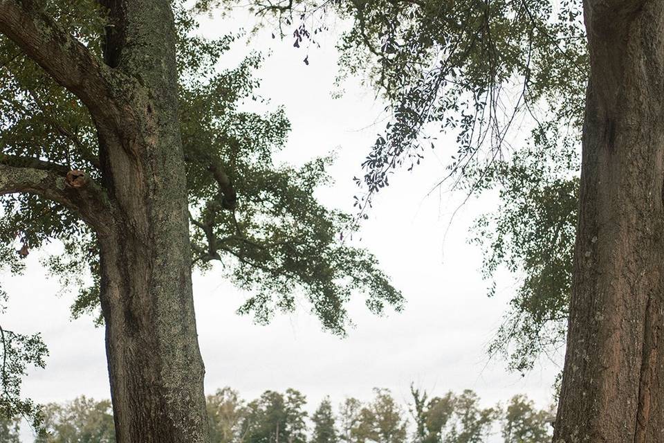 Oak trees