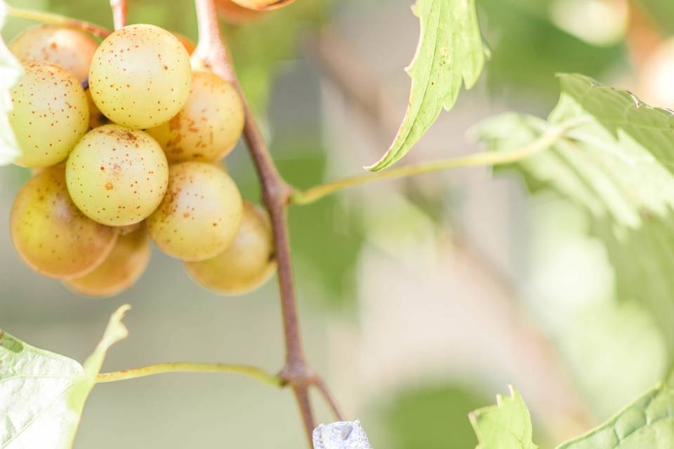 Muscadine Grapes