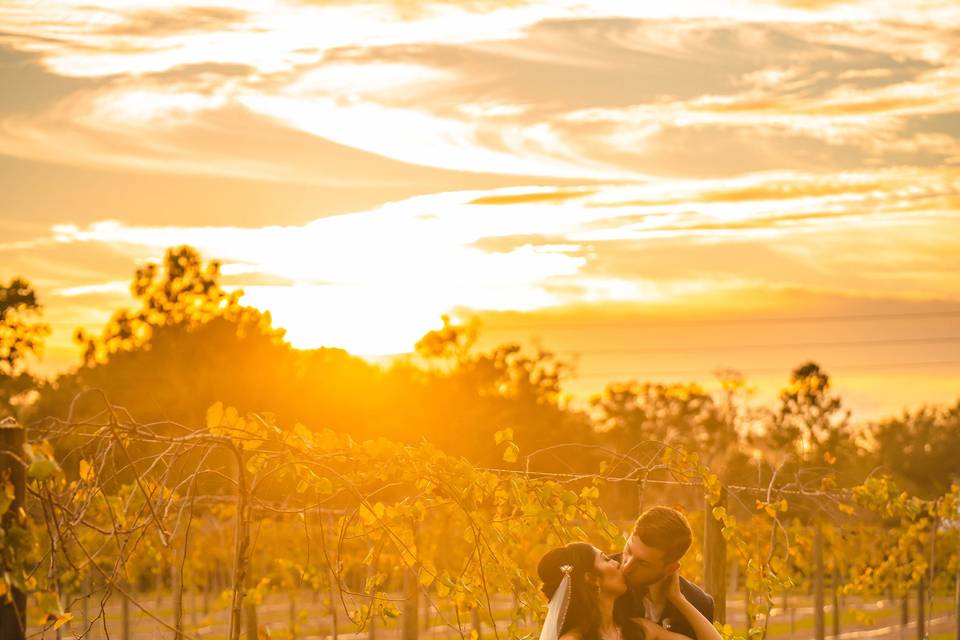 Gorgeous Sunset in the Vines