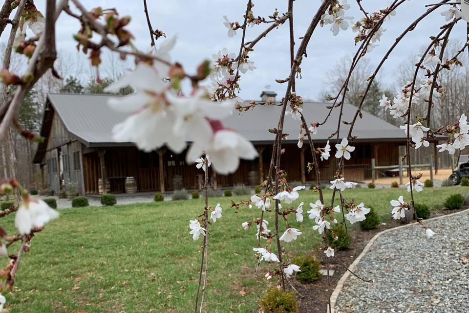 Cherry blossoms in spring 2020